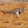 神原町に飛来した鳥　　黄色のクチバシと黄色の長い脚のケリ　　