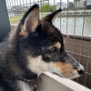 黒柴 🐶 つん