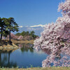 池の桜