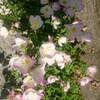 手の震え