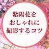 【初心者向け】紫陽花をおしゃれに撮影する５つのコツ