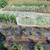 畑管理は週１回！私の５月の家庭菜園作業スケジュール