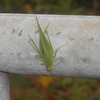 ノソノソと動く緑色の虫を見ました