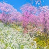 【京都府 2024年版】 春の絶景・風物詩・・・