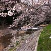神山川のサクラ