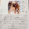  多摩川河川敷・調布付近でブリュッセル・グリフォンの迷い犬