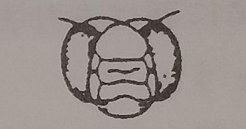 不完全変態とは 動植物のブログ記事を集めました はてな