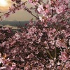 島はもう春、河津桜が見頃　上天草市・維和島