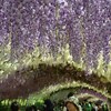 【河内藤園】北九州の誇る世界の絶景 写真集と、アクセス時の注意点