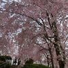 奈良県 大神神社 大美和の杜の桜