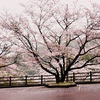 霧雨そぼ降る日の桜⛆🌸⛆　