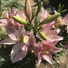 スカシユリ 開花