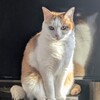 おばあちゃんとにゃんこの静かな絆★在宅介護