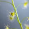 イシモチソウ(Drosera peltata)