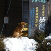 旅行らしい旅行に行ってみるツアーin長野　渋温泉(2)