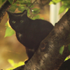 夜の黒猫