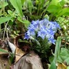 リンドウ（竜胆）、肝胆の熱を冷ます