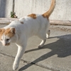 猫の島の真鍋島