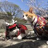 あずきちゃんがいっぱい9　熊本城へお花見編