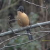 Rufous Sibia ズグロウタイチメドリ (北インドの鳥その27)