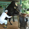 「ジャミ馬 と 牛に引かれて善光寺参り」