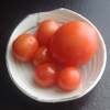 ベランダのミニトマト