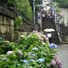 文京あじさいまつり　白山神社