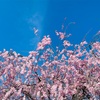 4月14日_桜