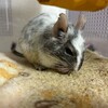 しろごまあん742日目