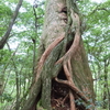 屋久島旅行記（その１）