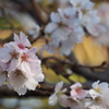 2020年十月桜「 大乗寺丘陵公園」