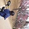 2歳児の三輪車とあけぼの山公園のウメ