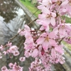 大阪万博公園でお花見してきました。＃桜　＃地域ブログ