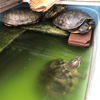 昨日のカメと水泳など