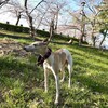 愛犬とのお別れはいつまでも堪えますがパワーアップするっす。