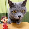 社長、島コテツ367(コテツ　猫　2歳)