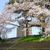 桜舞う川沿いを自転車で走った