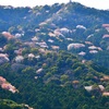 お山も⇒春爛漫～🌸