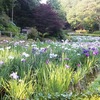 薬師池公園の花ショウブ