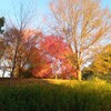 真っ赤な紅葉・烏帽子形公園（河内長野市）