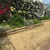 金蓮歩さんいずこ　京成バラ園２０２４春