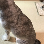 ちまちま雑記 ちまちま雑記