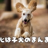 心は子犬のまんま｜大人になっても変わらない愛犬の無邪気さ