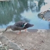 鴨🦆ちゃんその後