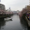 大岡川の桜