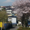 桜と富士山