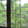 窓辺から、「きゅうり」　を収穫