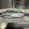 深海魚直送便(その3)　カゴカマスの塩焼き
