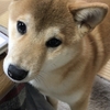 柴犬あきとの生活　145