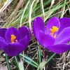 アヤメ科のクロッカスとグラジオラスの花